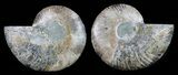 Cut & Polished Ammonite Fossil - Agatized #58706-1